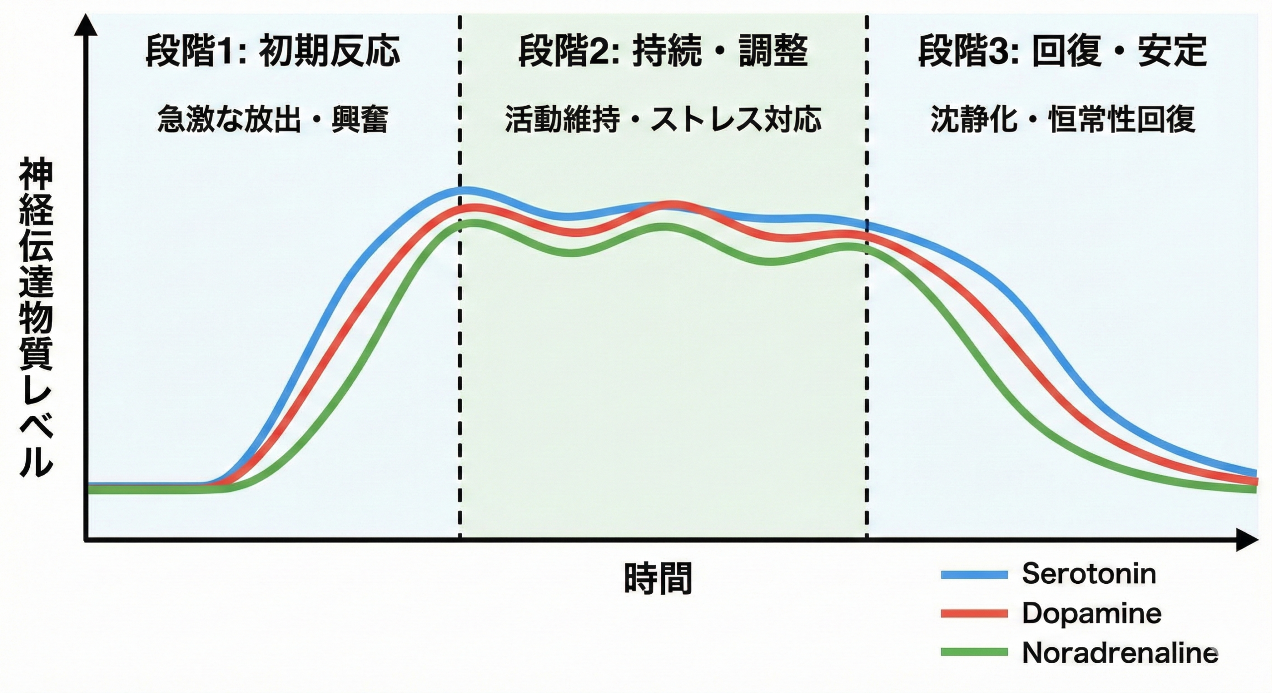 ストレス反応の3段階（ノルアドレナリン→セロトニン・ドーパミン→グルタミン酸）を示す時間軸インフォグラフィック