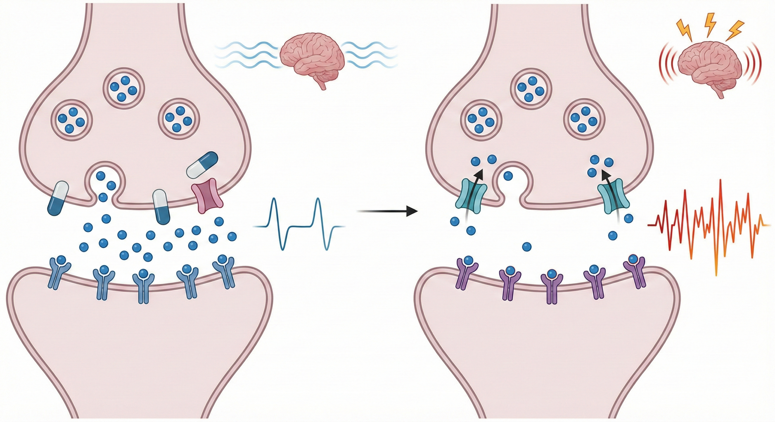 SSRI中止後にセロトニンニューロンがリバウンド活性化するメカニズムの図解