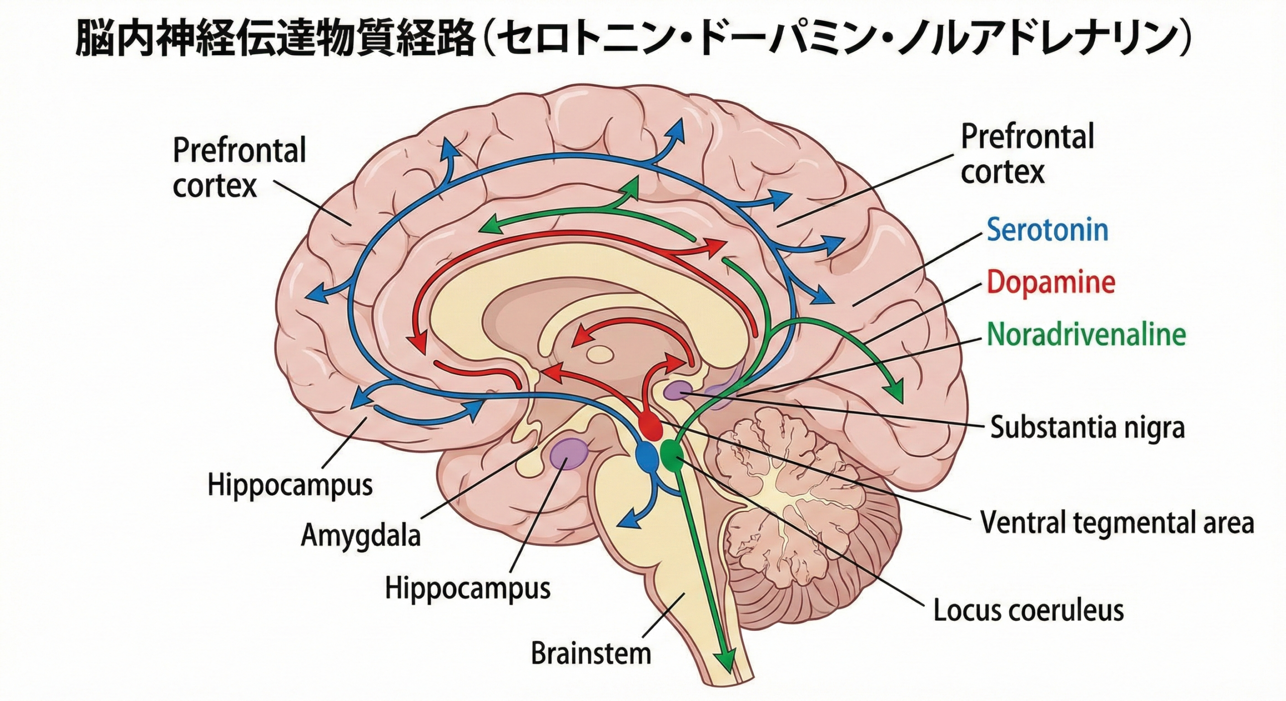 ストレス反応における神経伝達物質（セロトニン・ドーパミン・ノルアドレナリン）の相互作用を示す脳の図