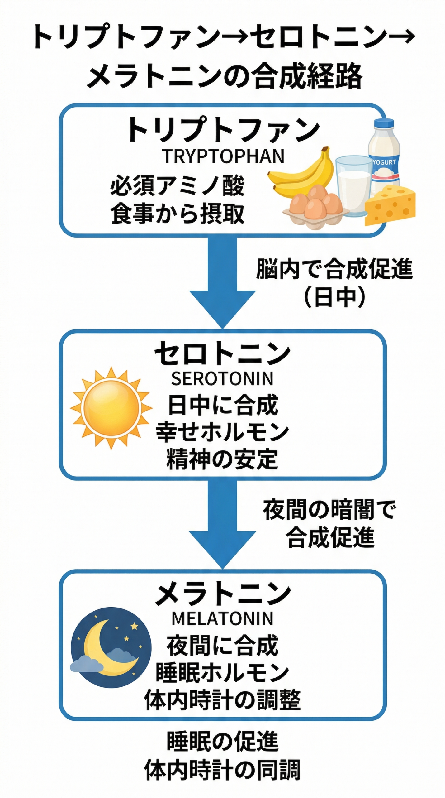 トリプトファンからセロトニン、そしてメラトニンへの合成経路を示すフロー図